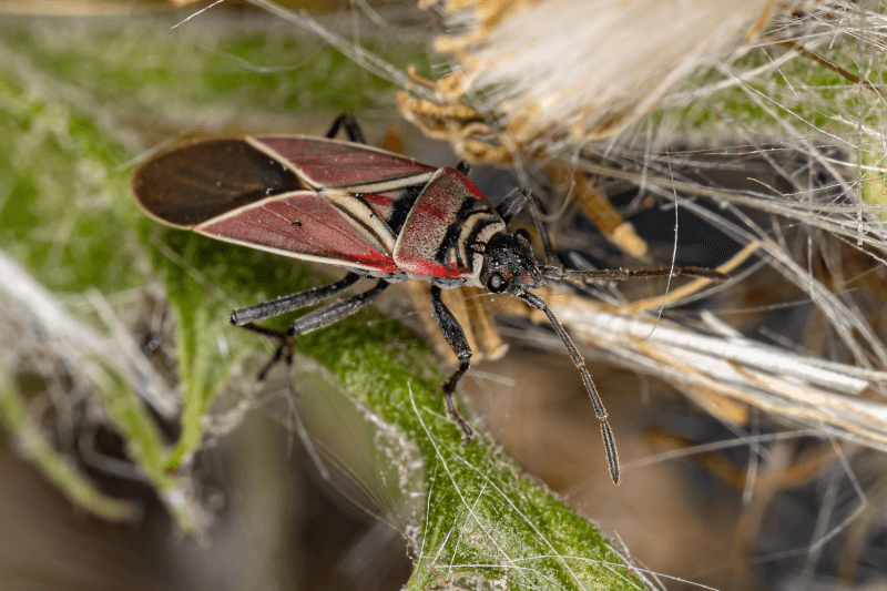 Spring and Box Elder Bugs are Upon Us!