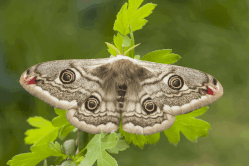 Beautiful Moth