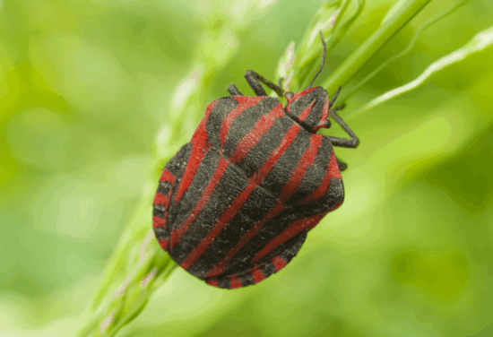 4 Ways to Stave Off Stink Bugs