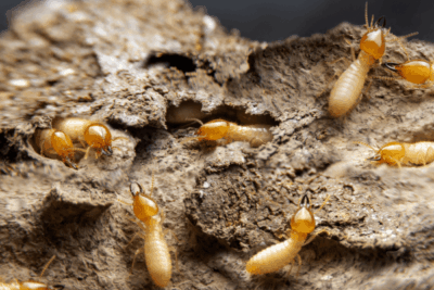 Termites on a decaying wood