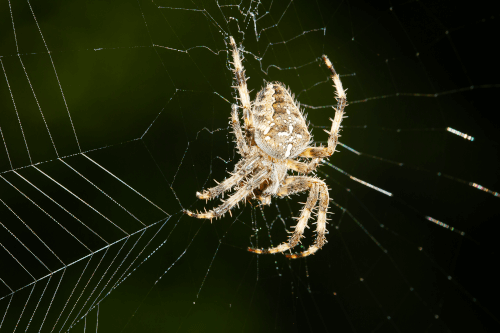 Pest of the Month: Spiders