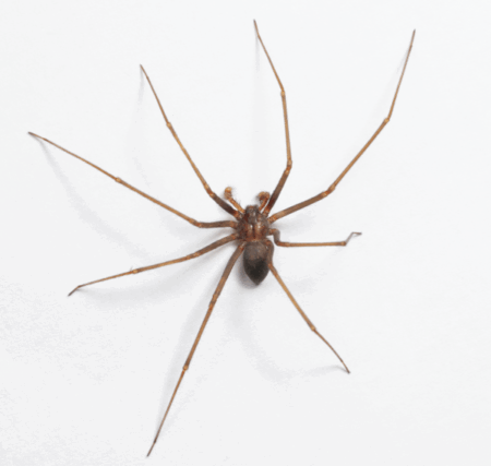 Male Brown Recluse spider