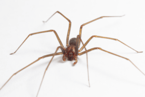 Brown recluse