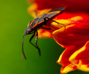 5 Bugs That Are Ruining Your Yard