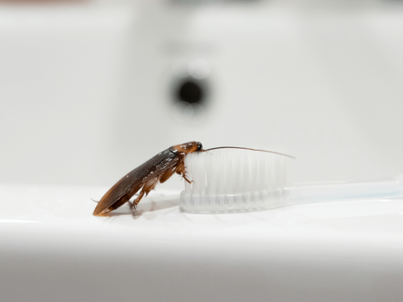 Why Cockroaches Love Your Home