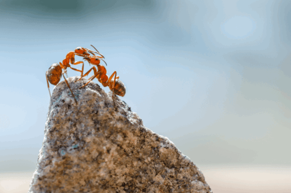 Macro shot of two red ants