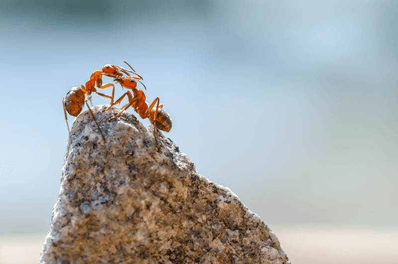 Identifying Utah’s Most Common Pests