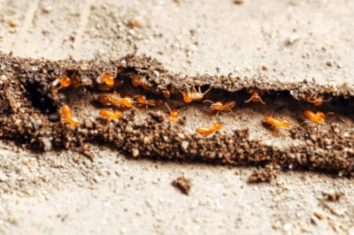 Termite tunnel