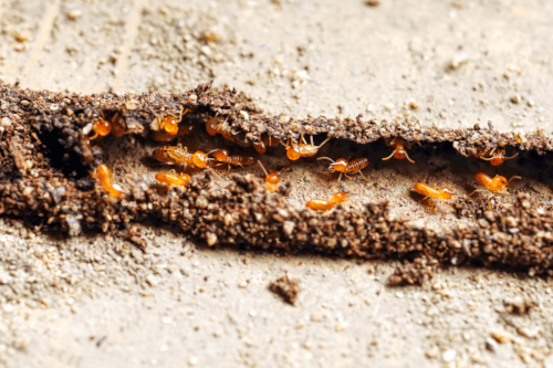 The Importance Of Preventive Pest Control