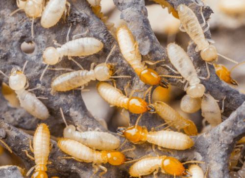 4 Early Signs of a Termite Infestation