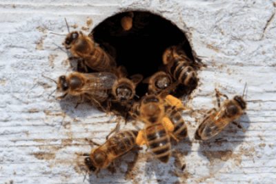 Group of honeybees