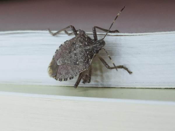 Cooler weather drives bugs indoors