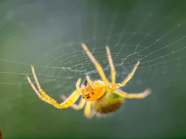 Yellow sac spider