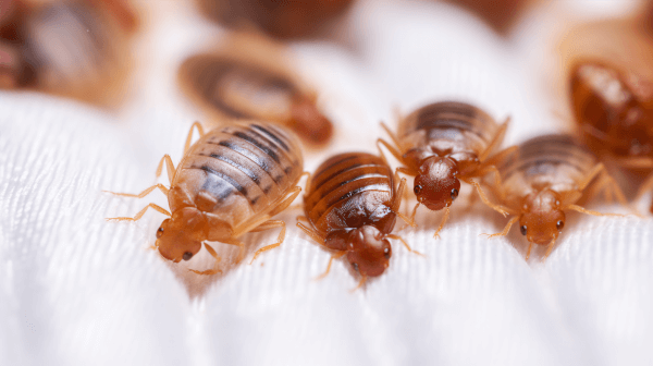 Bedbugs on a white linen cloth