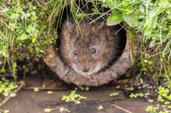 Protect Your Garden and Lawn from Voles