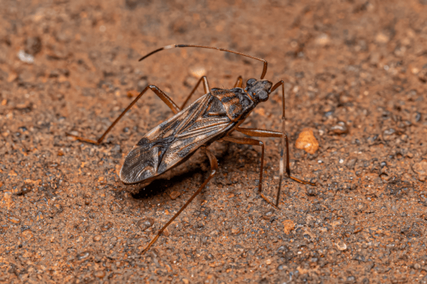 What are Elm Seed Bugs?