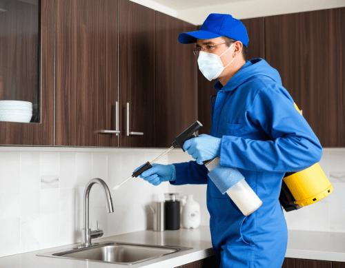 Pest Control Tips You Need to Act on Right Now