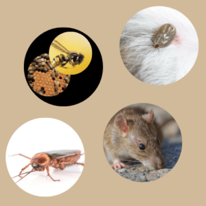 Why Store Pesticides Fail Against These 4 Tough Pests