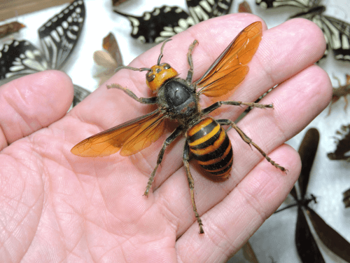 Murder Hornets in Utah