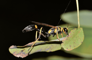 Learn about Mud Dauber Wasps in Utah