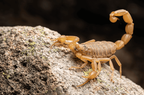 When are scorpions most active?