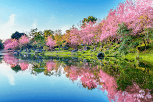 beautiful-cherry-blossoms-trees-blooming-spring Spring season