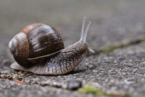 5 Tricks for Snails