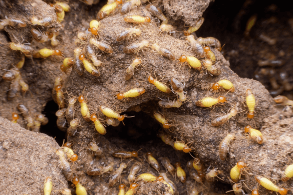 Termites in Utah, how to get rid of them