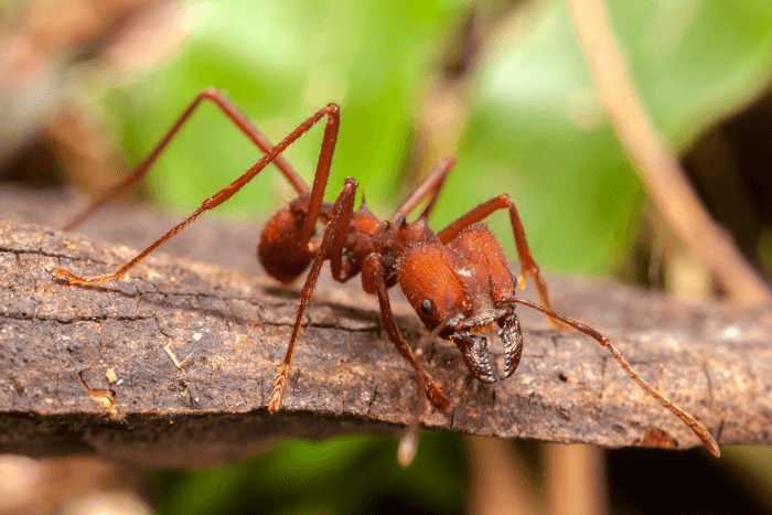 Does Water and Vinegar kill Ants?