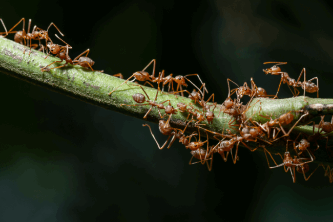 Effective Ant Removal Tips by Beeline Pest Control