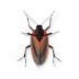 Boxelder Bug Removal in Utah