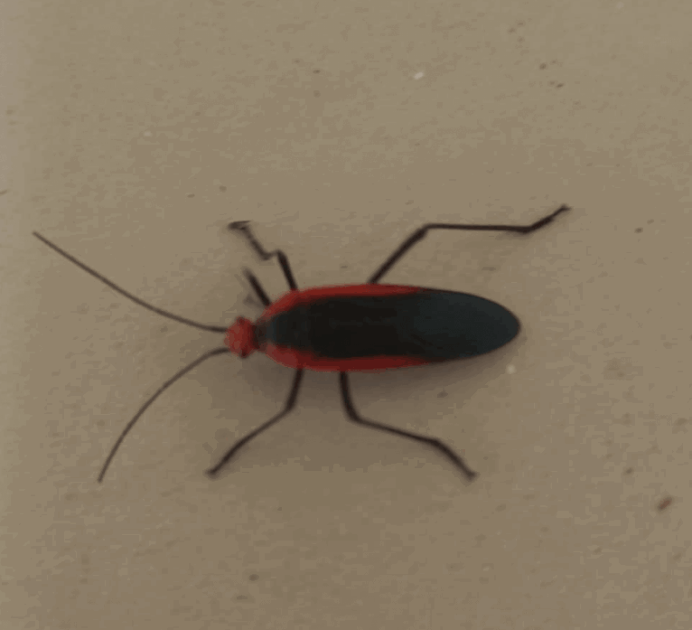 Boxelder bug crawling
