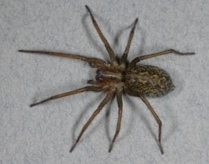 Why Utah Spider Control Is Important?