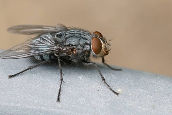 9 Surprising Facts about Houseflies