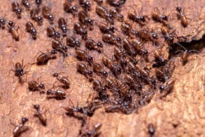 Termite Control in Utah