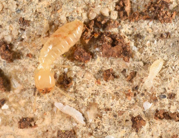 Termites beeline pest control Termite in its natural environment.