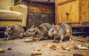 Rats on a dirty floor scattered with food crumbs and debris.