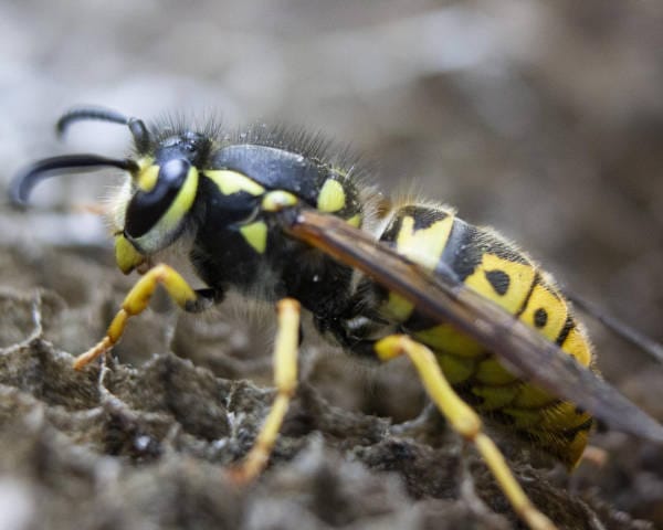 Wasp Populations Spring to Life in Ogden, Utah