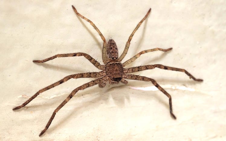 Don’t Give The Hobo Spider A Home This Season