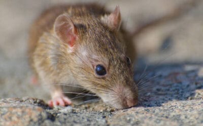 Effective Mice Pest Control Solutions &Tips