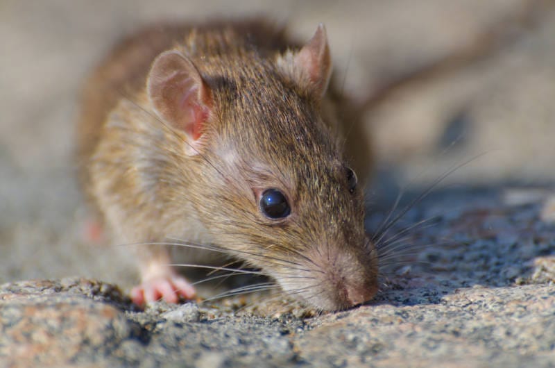 Effective Mice Pest Control Solutions &Tips