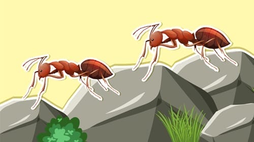 ant illustration Illustration of two large red ants crawling over rocks