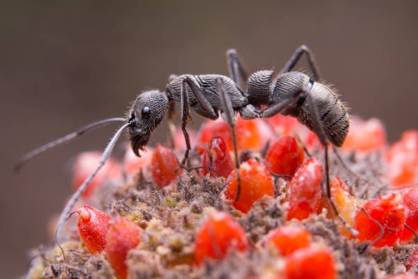 How to Prevent Carpenter Ant Damage