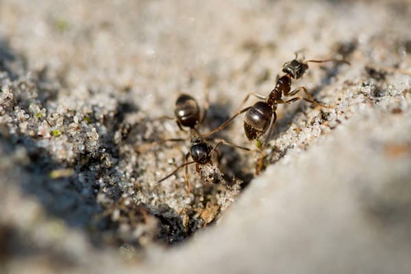 How to Get Rid of Ants in House and Kitchen