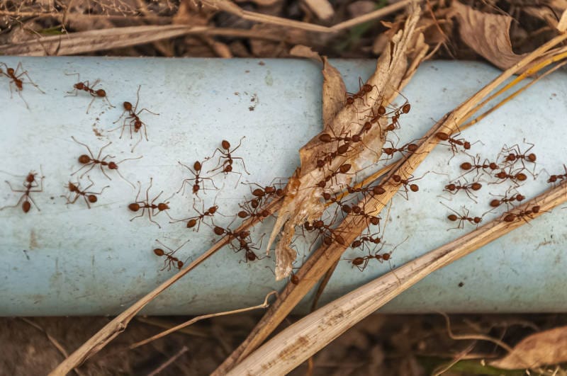 3 Ways to Keep Fire Ants Out