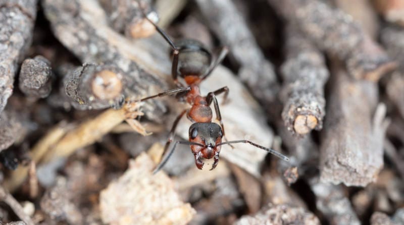 Keeping Ants Out of Your House This Summer