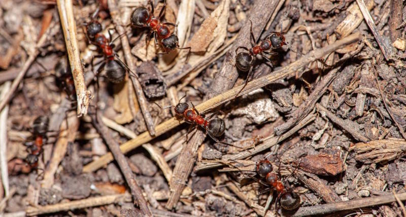 What You Need to Know About Carpenter Ants