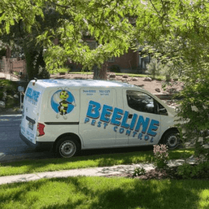 beelinevan