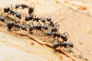 A colony of black ants
