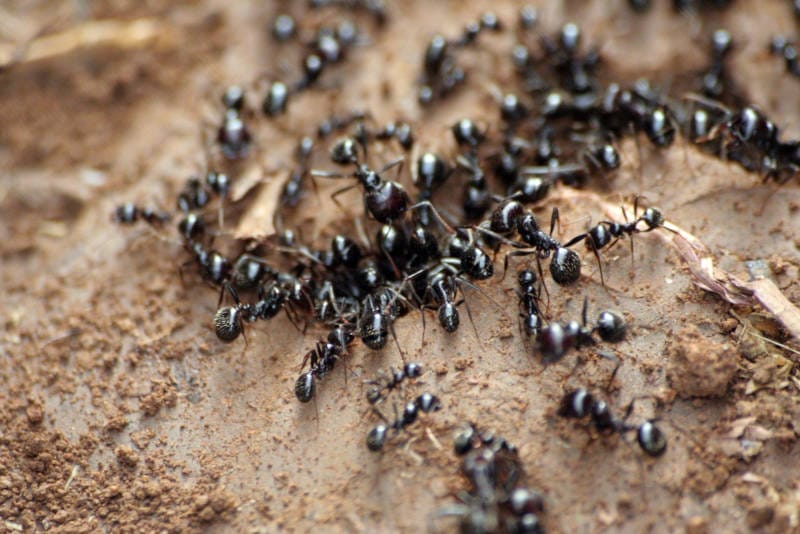 Pest of the Month: Pavement Ants